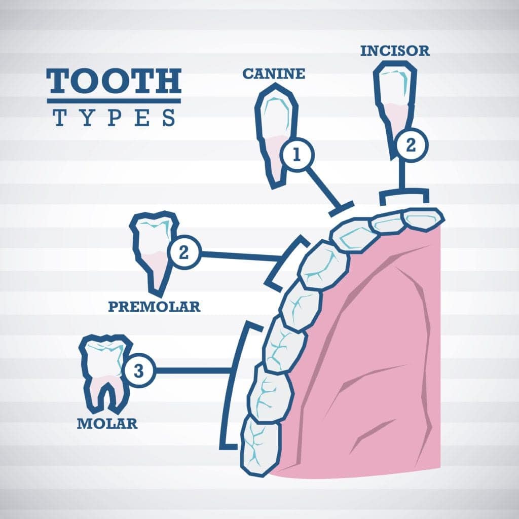 Diagram showing the types of teeth
